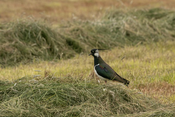 Obraz premium northern lapwing with shimmering feather dress