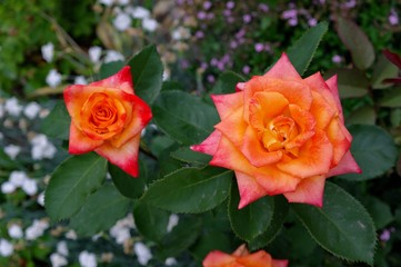 red rose in the garden