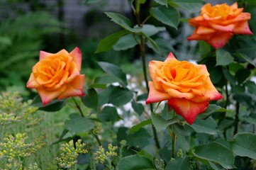 red rose in the garden