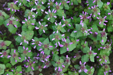 Interesting texture formed by weed grass with purple flowers