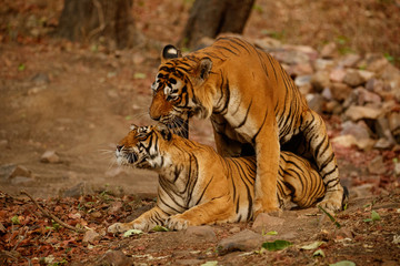 Wild tigers mating in the nature habitat. Tigers mating during the golden light. Wildlife scene with danger animals. Hot summer in India. Dry area with beautiful indian tiger, Panthera tigris