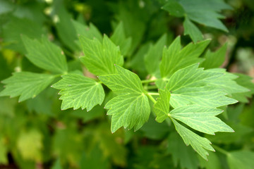 Leaves of fresh Lovage plant growing in the garden. Levisticum officinale is a powerful plant of the Apiaceae family, which is used mainly in gastronomy. Medicinal plants, herbs in the nature.