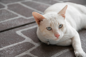 Cute white cat at close range.
