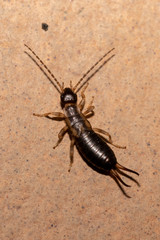 earwig