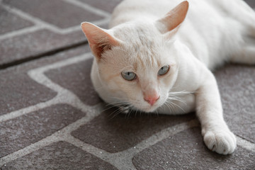 Cute white cat at close range.