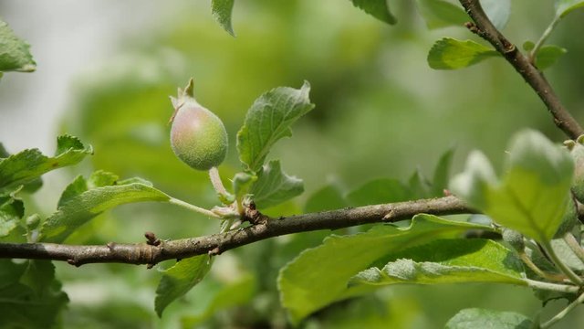 es ist faszinierend, wie aus einer bl&uuml;te eine kleine Frucht reift, wie dieser Apfel im Wachstum
