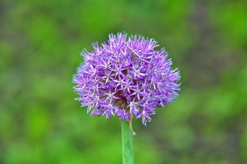 Purple flower ball spring in the garden