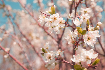 Blooming apple tree in spring time.