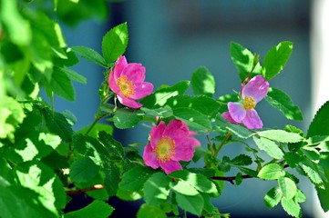 Spring sun in the petals of wild rose flowers