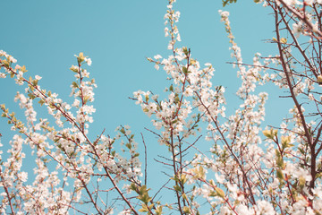 Blooming apple tree in springtime against a blue sky