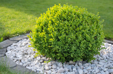 Buchs