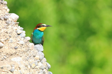 European bee-eater (Merops apiaster), exotic colorful bird on rocky slope in beautiful sunny day