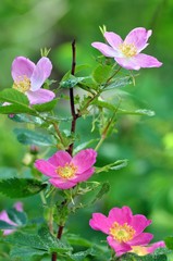 Flowers rose hips on a green background