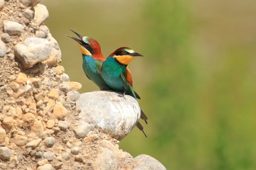 European bee-eater (Merops apiaster), beautiful colorful birds, colony on rocky slope