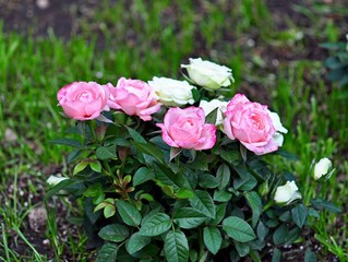 Dilicate spray roses in the spring