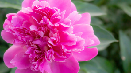 Peony, close-up on a background of green leaves. Summer floral background, nature.