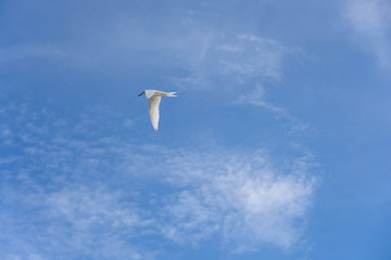 アジサシ・海鳥・飛ぶ・青空