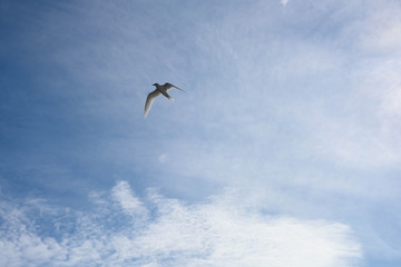 アジサシ・海鳥・飛ぶ・青空