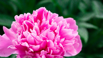 Peony, close-up on a background of green leaves. Summer floral background, nature.