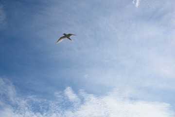 アジサシ・海鳥・飛ぶ・青空