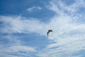 アジサシ・海鳥・飛ぶ・青空