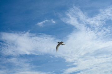アジサシ・海鳥・飛ぶ・青空