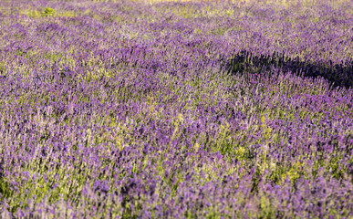 Obraz premium Lavender field near Sault in Provence, France.