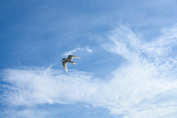 アジサシ・海鳥・飛ぶ・青空