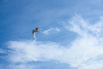 アジサシ・海鳥・飛ぶ・青空