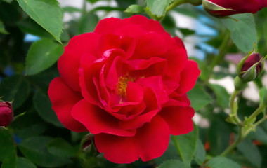 Rose red, close-up on a background of green leaves. Summer floral background, nature.