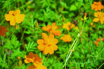 yellow flower in the grass