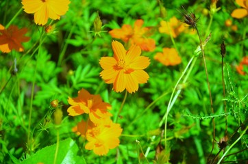 Flowers, yellow flowers, cosmos flowers