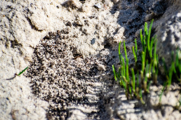 Small ants, swarming in the sand and green grass, summer and spring, in the heat. Labyrinth ant hill with workers