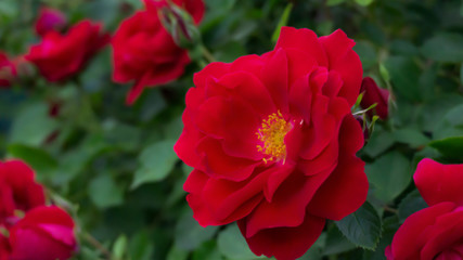 Rose red, close-up on a background of green leaves. Summer floral background, nature.