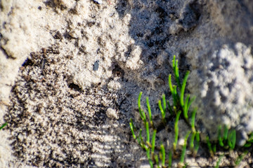 Small ants, swarming in the sand and green grass, summer and spring, in the heat. Labyrinth ant hill with workers