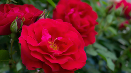 Rose red, close-up on a background of green leaves. Summer floral background, nature.