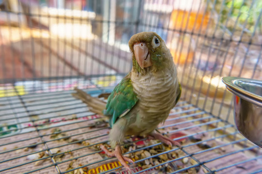 Green-cheeked parakeet or green-cheeked conure is cute pets.