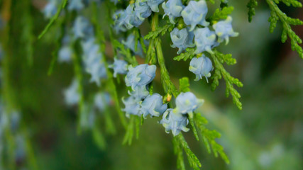Green vegetative background, branch of coniferous wood cutting with fruits. Green bokeh