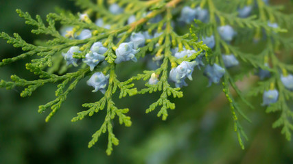 Green vegetative background, branch of coniferous wood cutting with fruits. Green bokeh