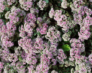 Obraz premium Flower Sedum spurium grows in the garden