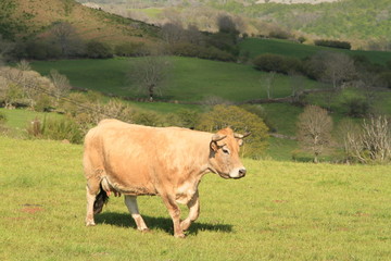 Vaches Aubrac 2019