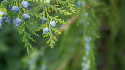Green vegetative background, branch of coniferous wood cutting with fruits. Green bokeh