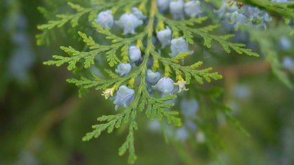 Green vegetative background, branch of coniferous wood cutting with fruits. Green bokeh