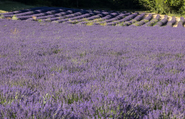 Lavender field near Sault in Provence,  France
