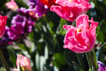 Beautiful bouquet of tulips nature background.