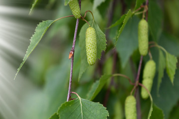 A birch is in spring with green leaves and rings