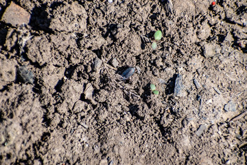 Dusty dry and black earth land with bugs and insects. Sunny day, summer, heat. Crawling small creatures and animals.