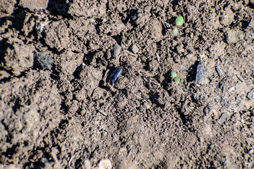 Dusty dry and black earth land with bugs and insects. Sunny day, summer, heat. Crawling small creatures and animals.