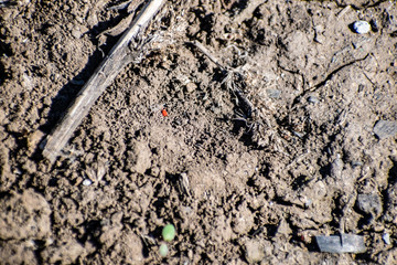 Dusty dry and black earth land with bugs and insects. Sunny day, summer, heat. Crawling small creatures and animals.
