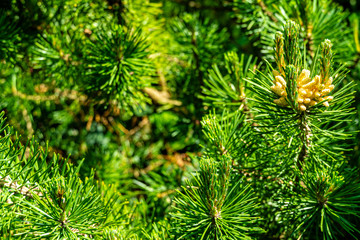 Long green needles fringed with young shoots located in center. Young shoots with cones on branch of Austrian or black pine. Selective focus. Concept of nature of North Caucasus for design.,
